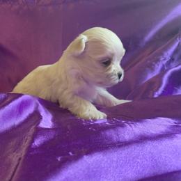 Maltese Puppies from Blossoming Gem's Maltese - North Carolina