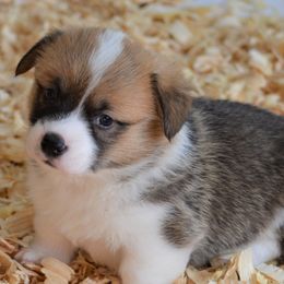 Pembroke Welsh Corgi Puppies from Smiling J Ranch Corgis