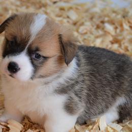 Pembroke Welsh Corgi Puppies from Smiling J Ranch Corgis