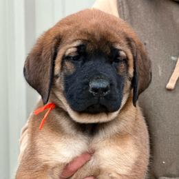Yoshi - Apricot male Mastiff puppy in Wewoka, Oklahoma from P Diamond Mastiffs