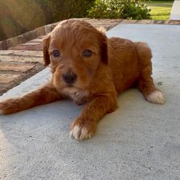 Girl 2 - Red  female Goldendoodle puppy in Meridian, Mississippi from Magnolia Poodles and Doodles