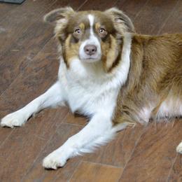 Prentiss - Australian Shepherd