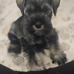 Miniature Schnauzer Puppies from Angela Kathleen Stout