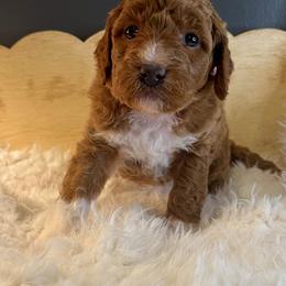 Goldendoodle Puppies from The Doting Doodle