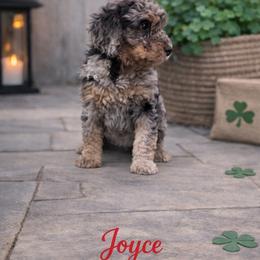 Joyce Byers - Blue merle female Bernedoodle puppy in Bennett, Colorado from Darling Paws, LLC