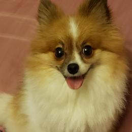 Vixie - Pomeranian