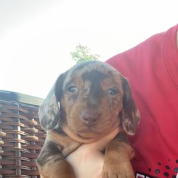 Dachshund and Miniature Schnauzer Puppies from The Bossy Doxie Farm