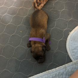 Purple - Fawn female Belgian Malinois puppy in Westminster, South Carolina from Fromage Malinois
