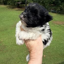 Rappy - Parti male Yorkshire Terrier puppy in Centre, Alabama from Sassy Yorkie , miniature schnauzer , Maltese Love of Alabama