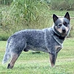 Timber - Australian Cattle Dog