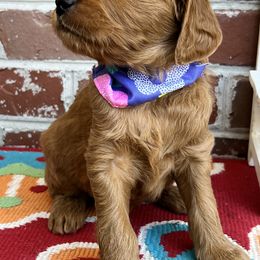 Bernedoodle and Goldendoodle Puppies from Ruby's Doodles