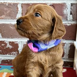 Bernedoodle and Goldendoodle Puppies from Ruby's Doodles