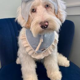 Cockapoo puppies from Harper Haven Cavapoos & Doodles