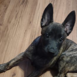 Belgian Malinois and Dutch Shepherds from Tara's Dogs