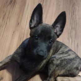 Belgian Malinois and Dutch Shepherds from Tara's Dogs