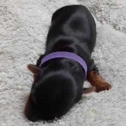 Lily Grace - Black and tan female Yorkshire Terrier puppy in Gurley, Alabama from Rhondas yorkies