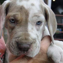 Butch - Harlequin male Great Dane puppy in Glenville, New York from Red Oak Farm and Kennel
