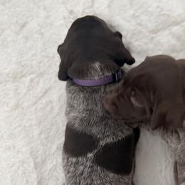 German Shorthaired Pointers from Rachel Munoz