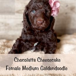 Spot 7 - Chocolate female Goldendoodle puppy in Redmond, Oregon from Bourbon and Lace Doodles