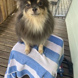 Pomeranian All Grown Up from Belinda Hokanson