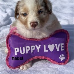 Mabel - Red merle female Australian Shepherd puppy in Magee, Mississippi from Paint ByNumbers Ranch