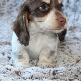 Dachshund Puppies from Rylie Stovall