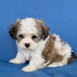 Max Parti Standard size - Parti male Yorkshire Terrier puppy in Salisbury, Delaware from Royal Haven Pet Co.