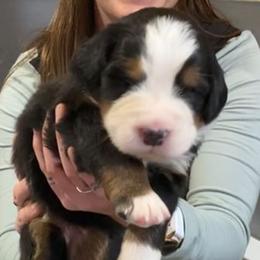 Red Collar Male - Black rust and white male Bernese Mountain Dog puppy in Bristol, Tennessee from Holston Hollow Farm