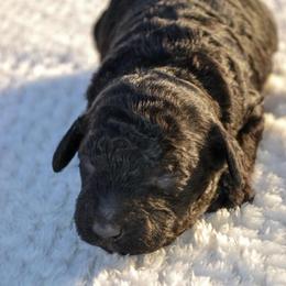 August - Phantom male Goldendoodle puppy in Afton, Oklahoma from C5 Doodles