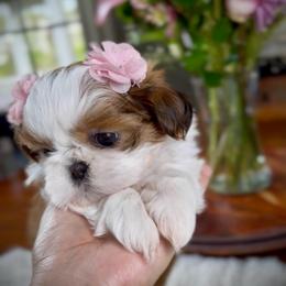 Eleanor - Red and white female Shih Tzu puppy in Frederick, Maryland from Shih Tzu Puppy in Maryland