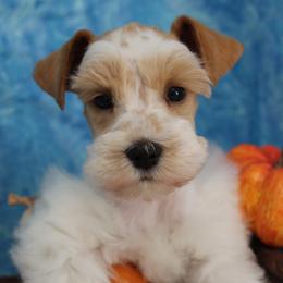 Torch - Wheaten male Miniature Schnauzer puppy in Gary, Texas from Beards Little Schnauzers