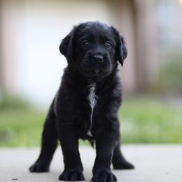 Labradoodle Puppies from Ohio heart labradoodles