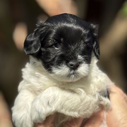 Jasper - Parti male Miniature Schnauzer puppy in Pflugerville, Texas from K&K Precious Tx schnauzers