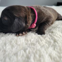 Cora - Black and white female Assorted Doodle Crosses puppy in Blackfoot, Idaho from Lucky Pup Meadows
