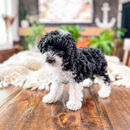 P e p p e r m i n t      (Teddy bear Poochon) - female Cavapoochon puppy in Hooper, Utah from Anchor Dogs