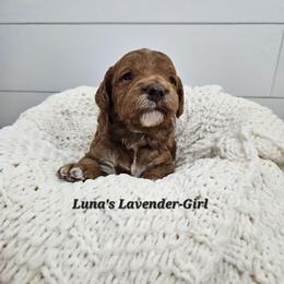 Lavender Girl - Red female Labradoodle puppy in Payson, Utah from Utah County Labradoodles