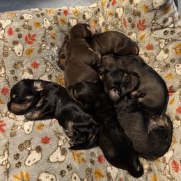 Dachshund Puppies from Once Upon a Mini Dachshund