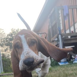 Henry - Basset Hound