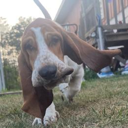 Henry - Basset Hound