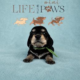 Buddy (green) - Black male Dachshund puppy in Palm Bay, Florida from Life With Mini Paws