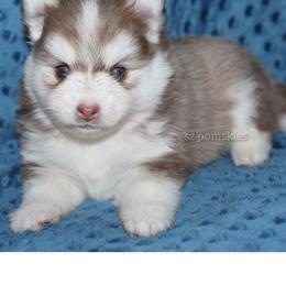 Jane - Red and white female Pomsky puppy in Mc Callsburg, Iowa from SZ Rolling Acres LLC