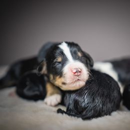 Boy 2 - male Bernedoodle puppy in Caldwell, Idaho from Boise Doodle Co.