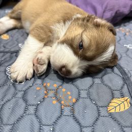 Sapphire - Rust female Caucasian Shepherd Dog puppy in Salisbury, Delaware from Blue Line Kennels