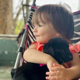 Labrador Retriever Puppies from Andy Lafleur