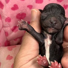 Ami亞美 - Poodle puppy in Hilo, Hawaii from Premium Teacup Puppy of Hawaii