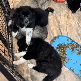 Siberian Husky Puppies from Noble Heart Siberians