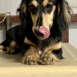 Otto - Dachshund