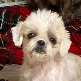 DOLLY - Shih Tzu