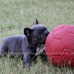 Boston Terrier and French Bulldog Puppies from Freedom Bostons