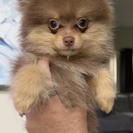 Ganache - Chocolate and tan male Pomeranian puppy in Jackson, New Jersey from Peapod Pomeranians